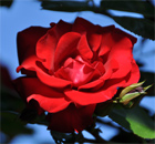 Rosen-Rot und blauer Himmel, das ist Bayern Rosen-Rot und blauer Himmel, das ist Bayern